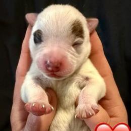 Athena - Red speckled female Australian Cattle Dog puppy in Clovis, California from Miller Australian Cattle Dogs