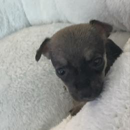 Miniture Mr Ray Ray 2999 3-4 lb charting - Black sabled fawn male Chihuahua puppy in Las Vegas, Nevada from Quality Poms Chihuahua Yorkies of Las vegas