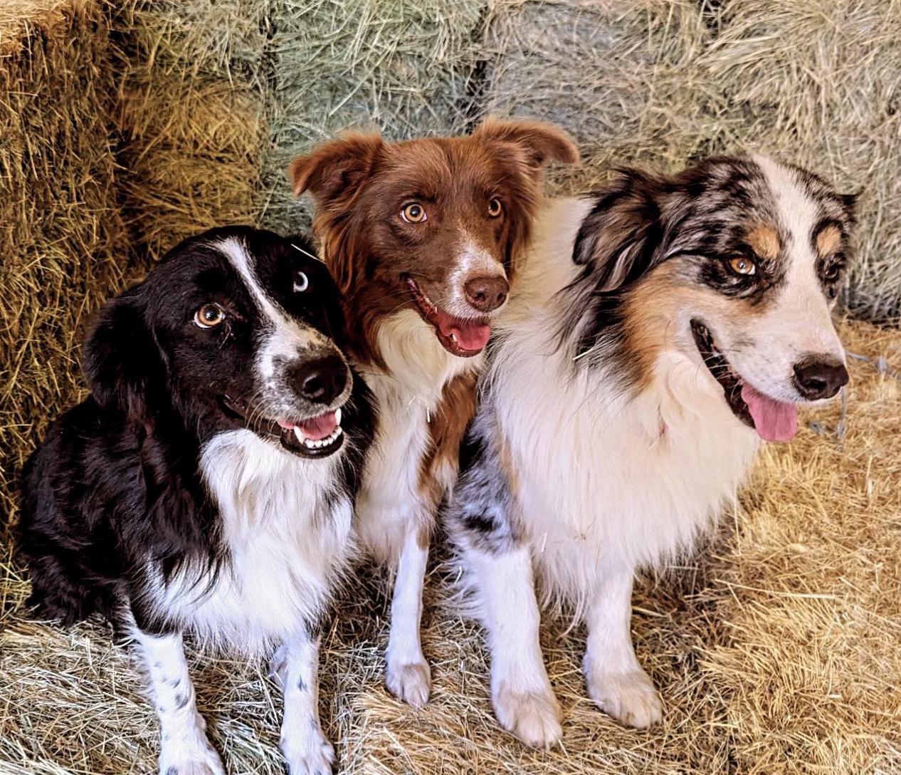 Shepperd Dogs Ranch Windsong Ranch Aussies in California | Australian Shepherd puppies ...