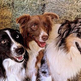 Australian Shepherds from Windsong Ranch Aussies