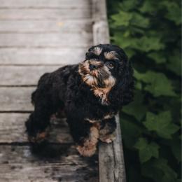 Duchess - Black white and tan female Cockapoo puppy in Deming, Washington from Heavenly Puppies to Love