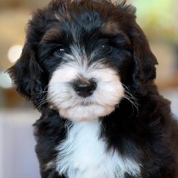 Goldfish - Tri-color male Bernedoodle puppy in Yuciapa, California from AlltheDoodlez_