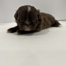 Shih Tzu Puppies from Moore Shih Tzus