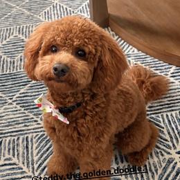 Goldendoodle All Grown Up from Lucky Heart TeddyBear Goldendoodles