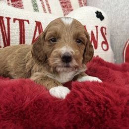 Chief - Apricot male Goldendoodle puppy in The Woodlands, Texas from Gracie's Goldendoodles and Bernedoodles