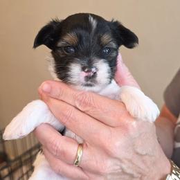 Pickles - Parti male Yorkshire Terrier puppy in San Angelo, Texas from Eleventyseven Yorkies