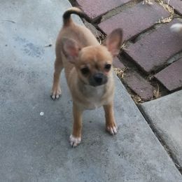 Chihuahua Puppies from Conlin's Chihuahuas
