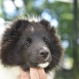 Flare - Black and white male Shetland Sheepdog puppy in Ceresco, Michigan from Caraid Shelties