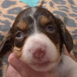 BB - Piebald female Dachshund puppy in Bangs, Texas from Lickin'bach Miniature Dachshunds