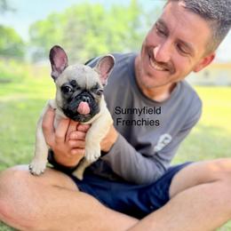 Gabriel (Lil Man) - Fawn male French Bulldog puppy in Chase City, Virginia from Sunnyfield Frenchies