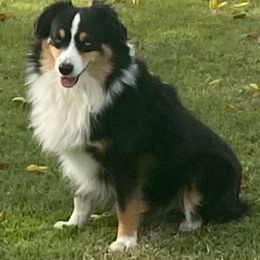 Miniature Australian Shepherd Puppies from Diamond R Aussies