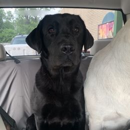 Indy - Labrador Retriever