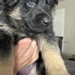 German Shepherd Puppies from Brooks High Quality Breeders