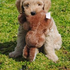 Poodle Puppies from Cedar Hill Ranch