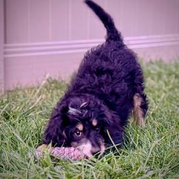 Tamale - Tri-color female Bernedoodle puppy in Roy, Utah from Doodles are Amazing