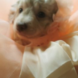 Maltipoo Puppies from Cupcake Cuties