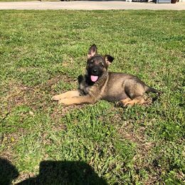 German Shepherd Puppies from Von Fousthaus GSDogs