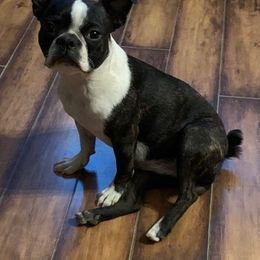 Boston Terriers from Lyn’s Boston Babies