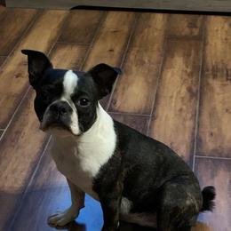 Boston Terriers from Lyn’s Boston Babies