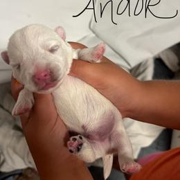 Andor - White male West Highland White Terrier puppy in New Orleans, Louisiana from Amazing Grace Westies
