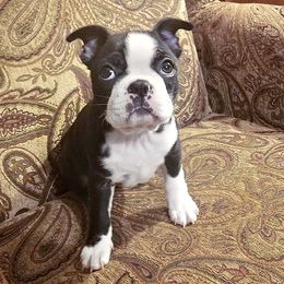 Boston Terrier Puppies from Our Gang Bostons