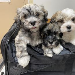 Havanese Puppies from Sandia Havanese