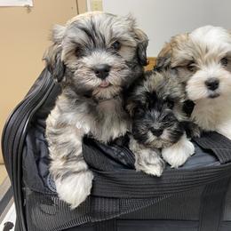 Havanese Puppies from Sandia Havanese