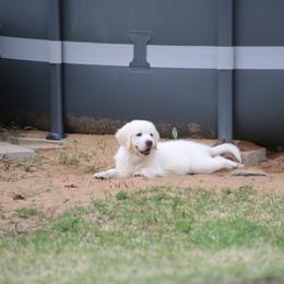 Golden Retriever Puppies from K & M Golden Retrievers