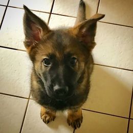 German Shepherd Puppies from Cross Keys K9 Working Line German Shepherds