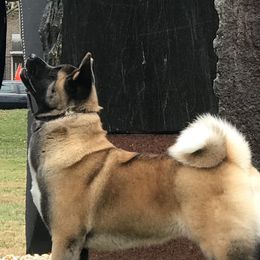 Isca  - Akita
