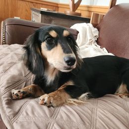 Sage - Dachshund