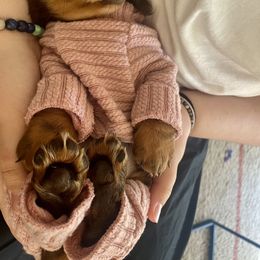 Dachshund Puppies from Dreaming of Dachshunds