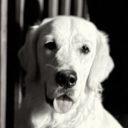 Juniper - Golden Retriever