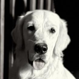 Juniper - Golden Retriever