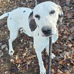 Dalmatian puppies from Spotty Bottom Dalmatians