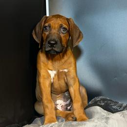 Boy 6 - Wheaten blk nose male Rhodesian Ridgeback puppy in Ocala, Florida from DogWood Kennels
