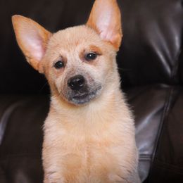 Sorna (AKC) - Red speckled female Australian Cattle Dog puppy in Marana, Arizona from Impact 3rd Australian Cattle Dogs