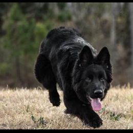 Tuuka - German Shepherd