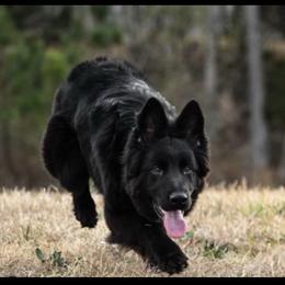 Tuuka - German Shepherd