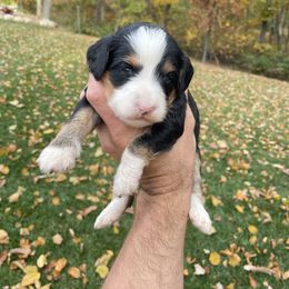 Daisy - Tri-color female Bernedoodle puppy in Holtwood, Pennsylvania from Country Ridge Puppies