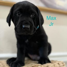 Labrador Retriever Puppies from Andrew’s Labs
