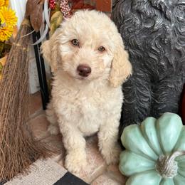 Wilson Family's Gimme - Cream female Goldendoodle puppy in Norman, Oklahoma from Wilson Family Companions