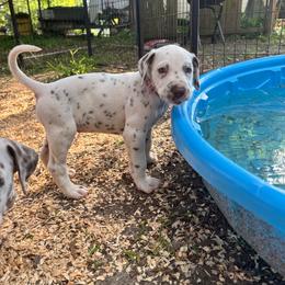 Periwinkle(LUA) - White and liver brown female Dalmatian puppy in Wilson, North Carolina from New Horizonz Dalmatians