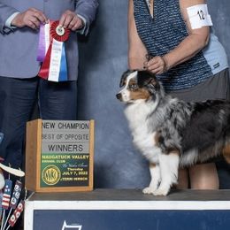 Echo - Miniature American Shepherd