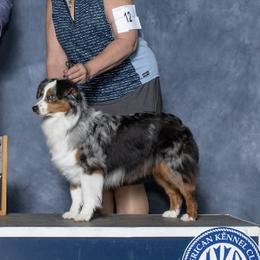 Echo - Miniature American Shepherd