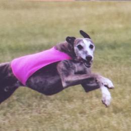 James - Whippet