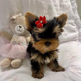 Chanel - Black and tan female Yorkshire Terrier puppy in Seattle, Washington from 🎀 Yorkies Boutique Babydolls 🎀