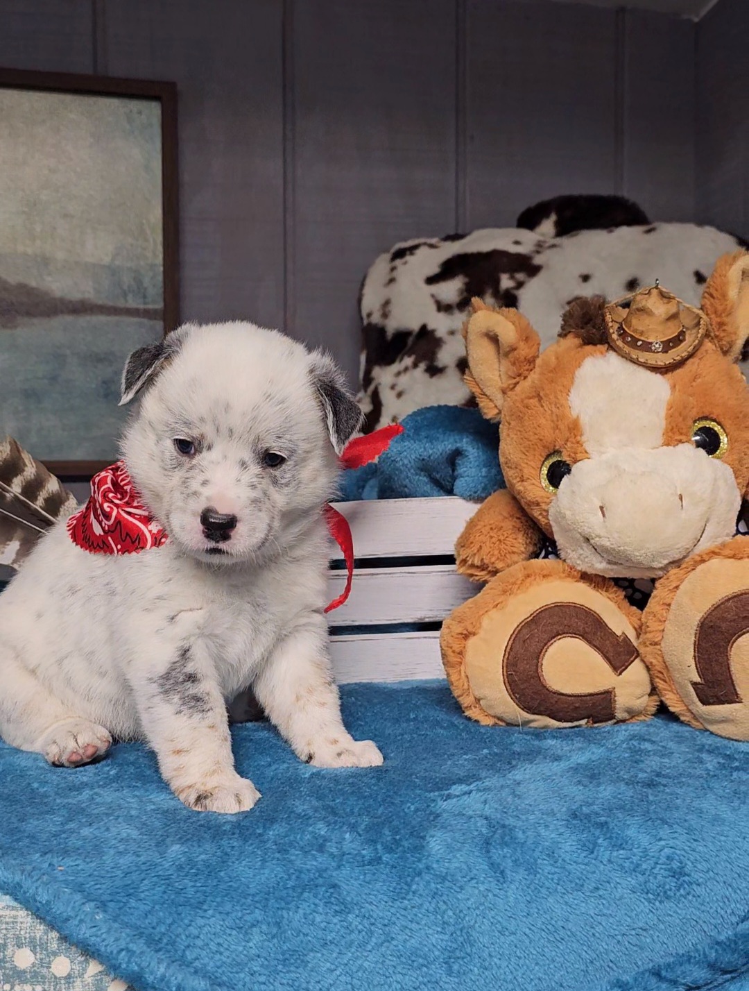 Australian Cattle Dog Puppies from Indigojos Australian Cattle Dogs