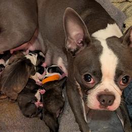 Boston Terriers from Mickie Pro