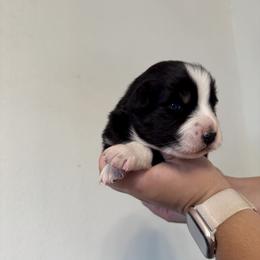 Sparky - Black tri-color male Australian Shepherd puppy in Devine, Texas from Sun Kissed Aussies